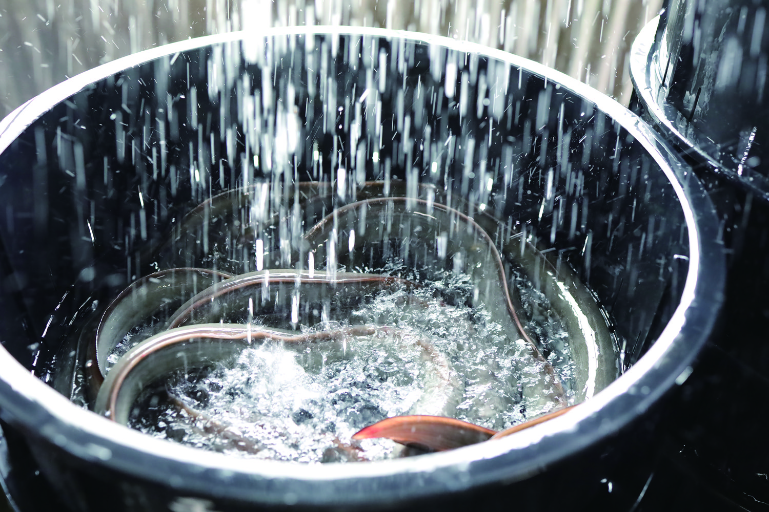 湧水が降り注ぐたらいの中で泥抜きされる活鰻